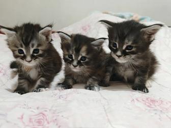 Котята породы Мейнкун