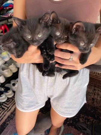 Отдам котят, в хорошие и добрые руки
