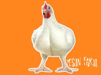 Инкубационные яйца бройлеров росс 308 гарантия