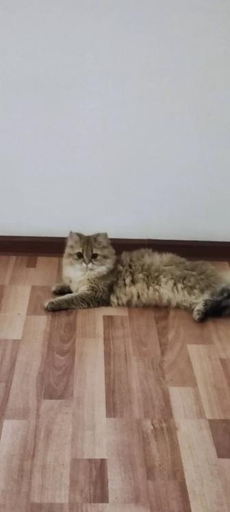 Ищем жениха для вязки