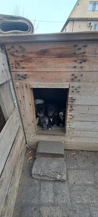 Отдам щенков в добрые руки