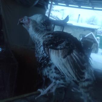 Продам индюков