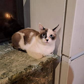 отдам в добрые ручки стерилизованную малышку Фурию-1.5года