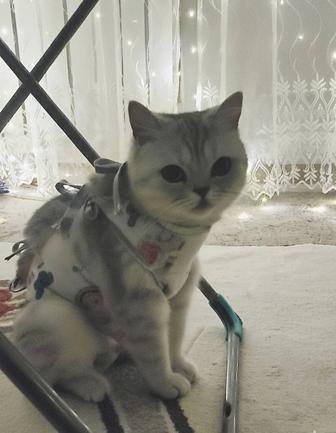 Кошка ищет дом