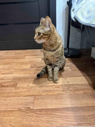 Отдам кошечку