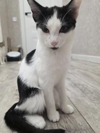 Отдам котиков, в хорошие руки.