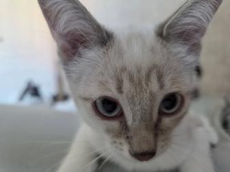 Отдам котиков, в хорошие руки.