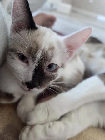 Отдам котиков, в хорошие руки.