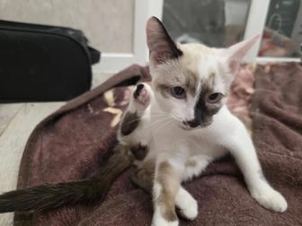 Отдам котиков, в хорошие руки.