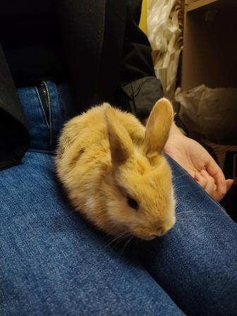 Отдам кролика бесплатно