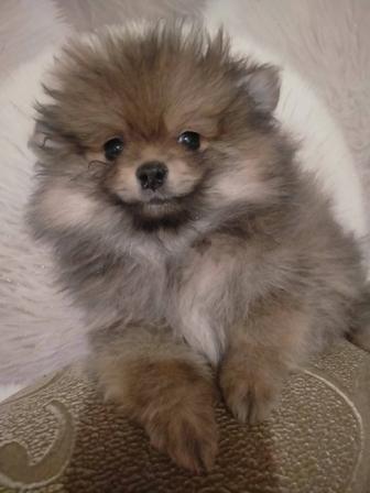 Пр.щенков шпица девочка и мальчик 2 мес.