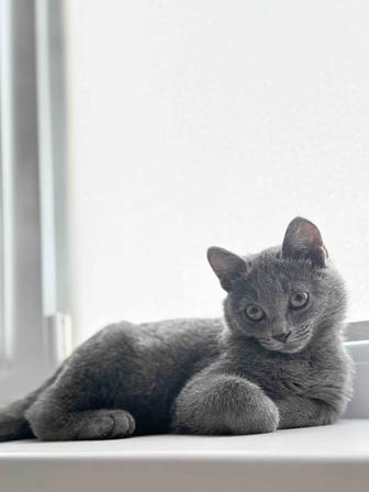 Отдам котенка
