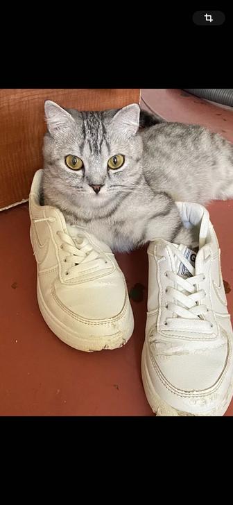 Шотландский кошка