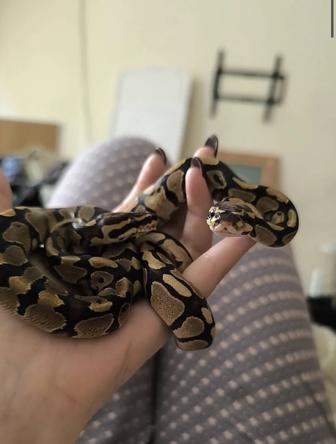 Питоны региусы