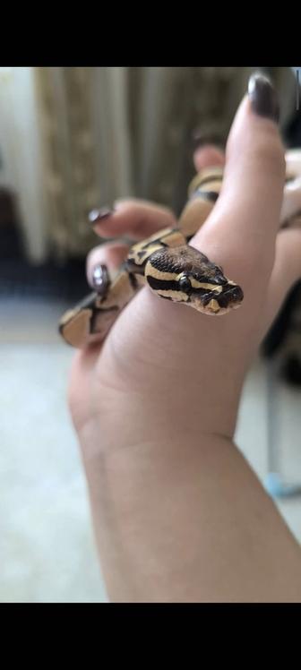 Питоны региусы