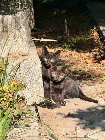 Отдам котят к хорошим добрым людям