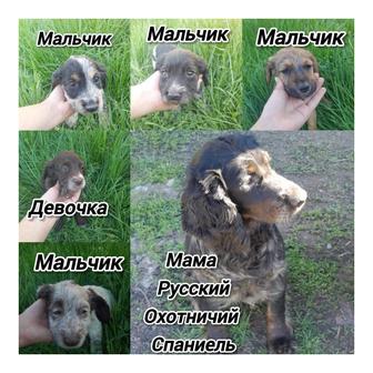 Собаки