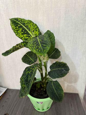 Диффенбахия