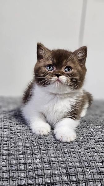 Британские котята