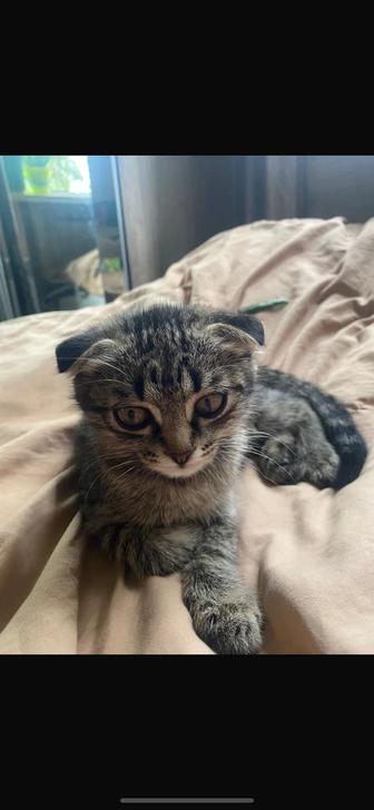 отдам в добрые руки котенок