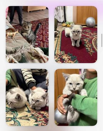 Отдам котят и кошку добрые руки