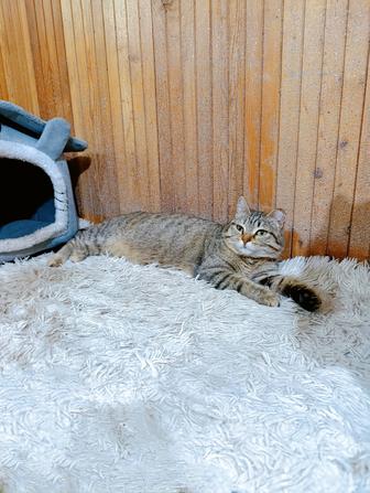 Кошка в добрые руки