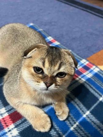 Котенок