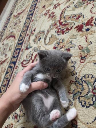 Отдам котят в хорошие руки