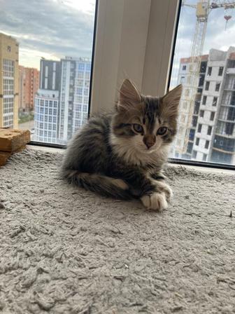 Котенок в добрые руки (отдам бесплатно)