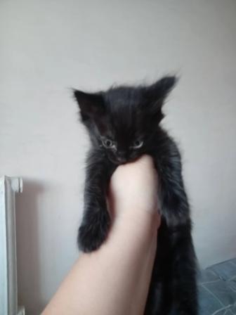 Продам королевского тайца-британца Последний темный принц