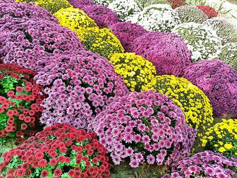 Хризантема глобус