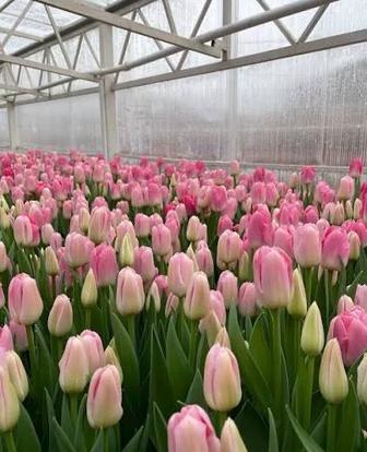 Тюльпаны голландские только оптом