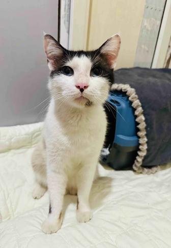 Котик Тай в семью