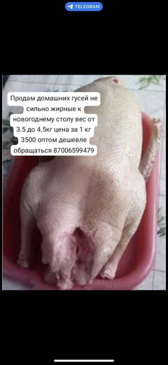 Продам домашних гусей