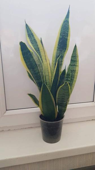 Сансевиерия