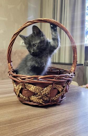 Котята ищут дом