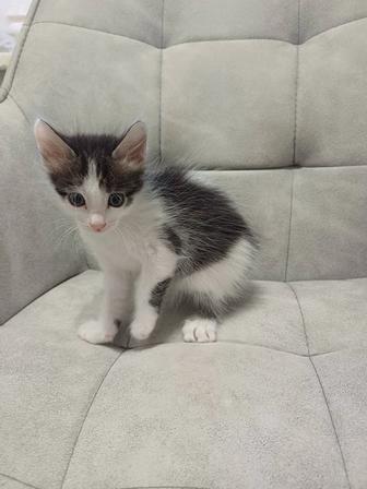 Отдам котенка девочка.