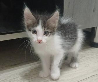 Отдам котенка девочка.