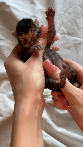 абиссинский котенок