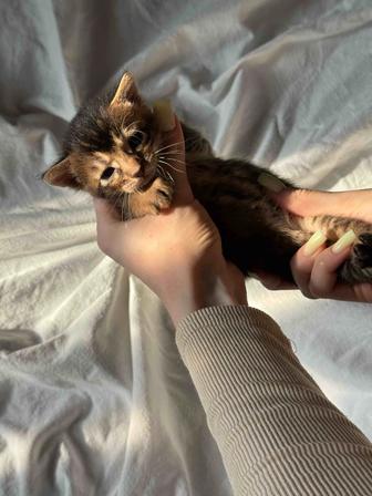 абиссинский котенок