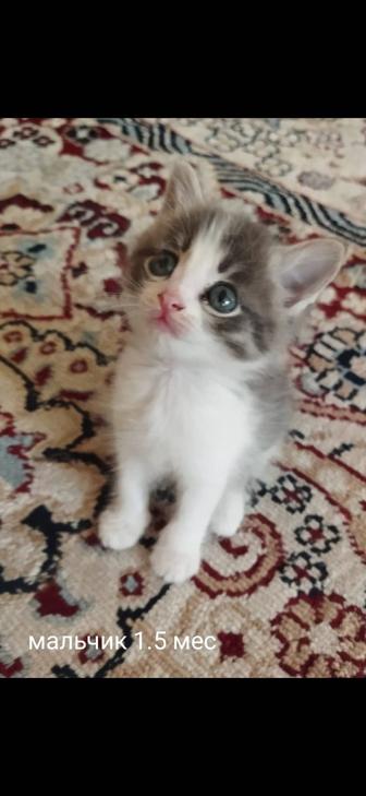 Котята в дар