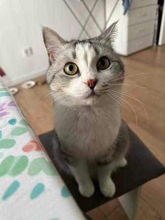 Пристраивается котик Бони