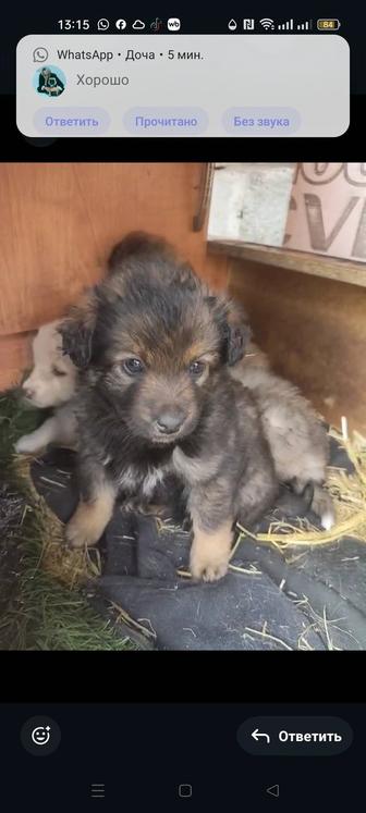 Отдам щенков в добрые руки