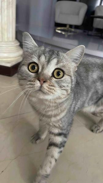 Кот Скоттиш страйт