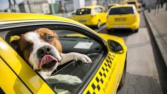 Зоо такси . Такси для животных