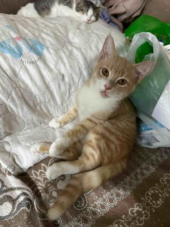 Котенок мальчик ищет дом