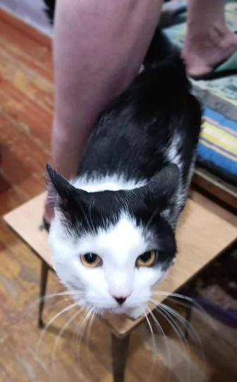Кот