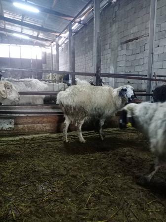 Саулык кой буазы