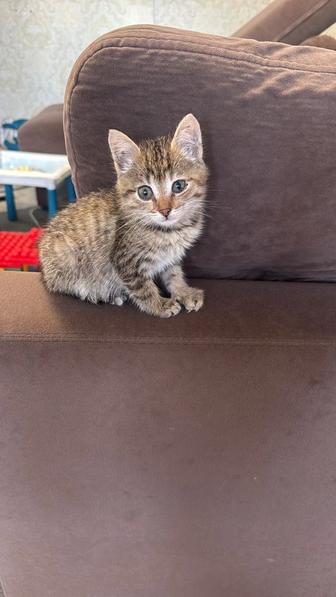 Котенок ищет дом бесплатно