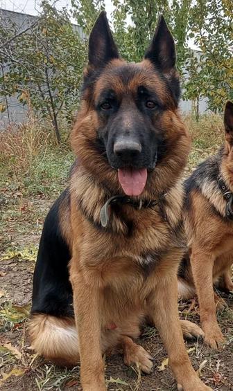 Продаются щенки Немецкой овчарки!